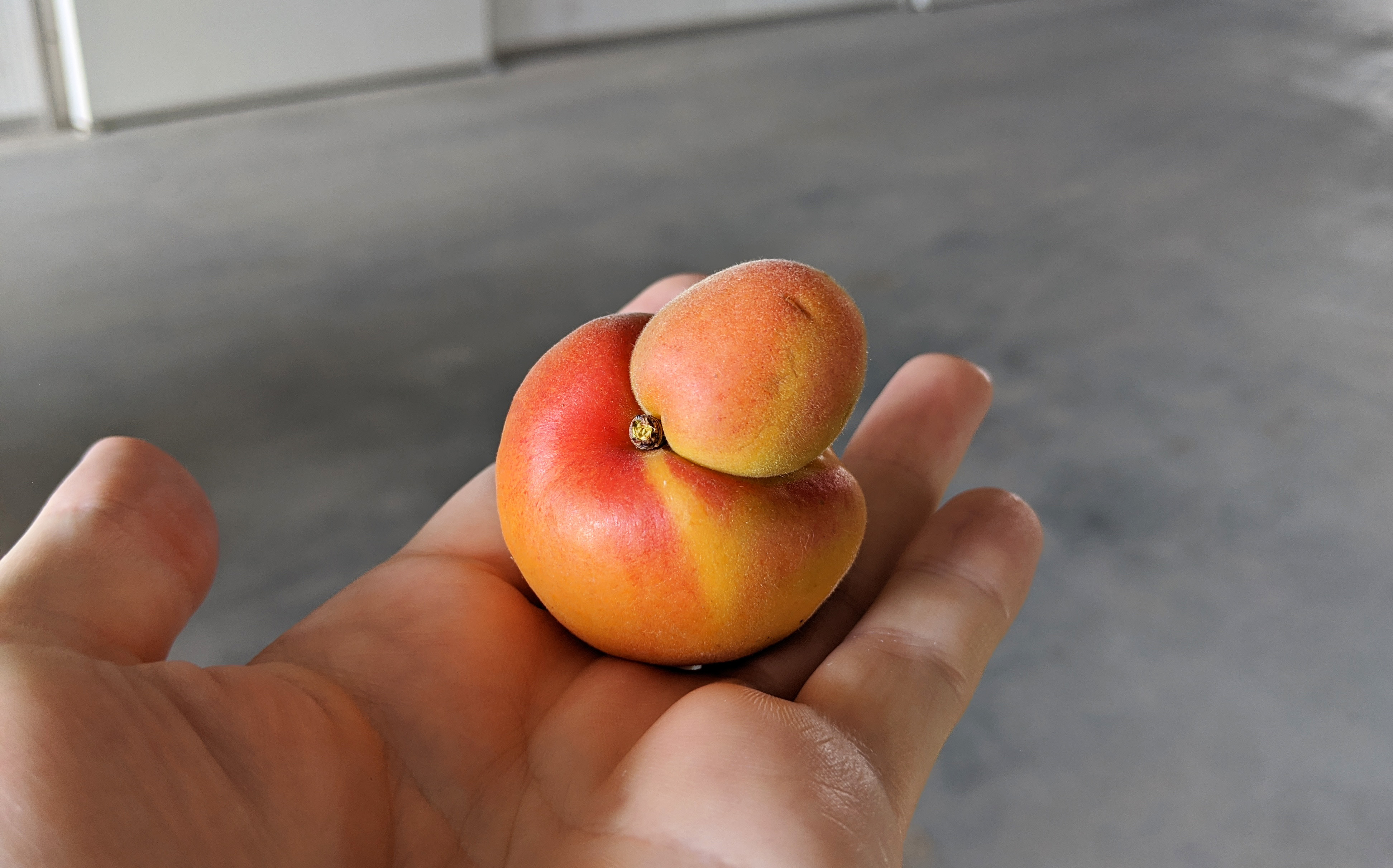 unperfekter Pfirsich ( Auswuchs) unperfekter Pfirsich