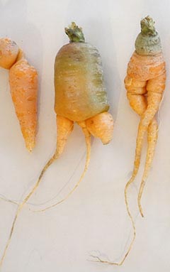 Gründe für Lebensmittelverschwendung: für den Markt zu unförmige Karotten.