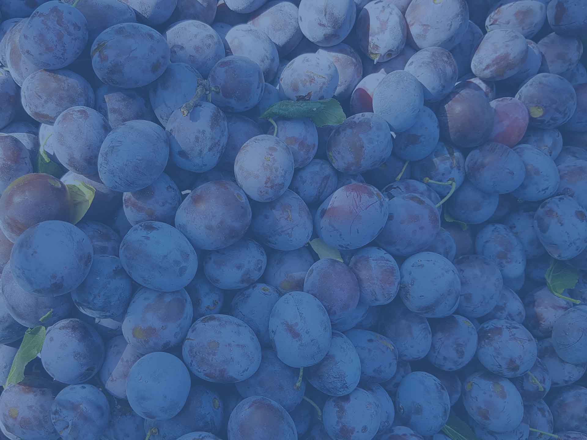 Große Menge an Zwetschken - Ansicht von Oben Große Menge an Zwetschken